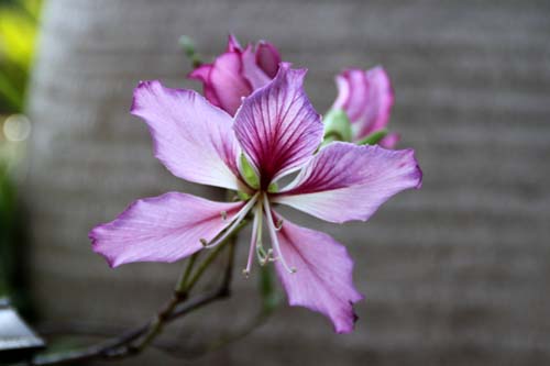 バウヒニアプルプレア、咲くやこの花館