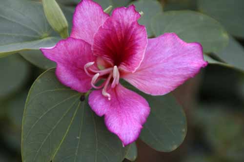 �o�E�q�j�A�v���v���A�A�炭�₱�̉Ԋ�