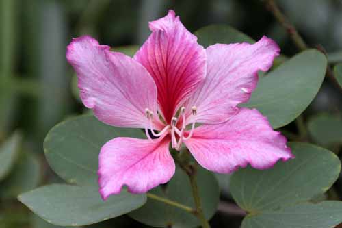 �o�E�q�j�A�v���v���A�A�炭�₱�̉Ԋ�