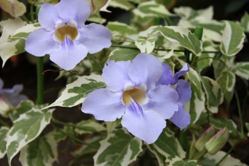 �x���K�����n�J�Y���A�炭�₱�̉Ԋ�