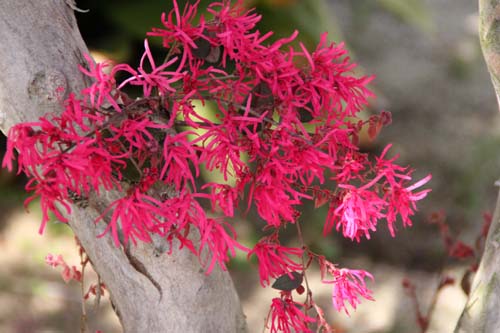 �x�j�o�i�g�L���}���T�N�A�炭�₱�̉Ԋ�