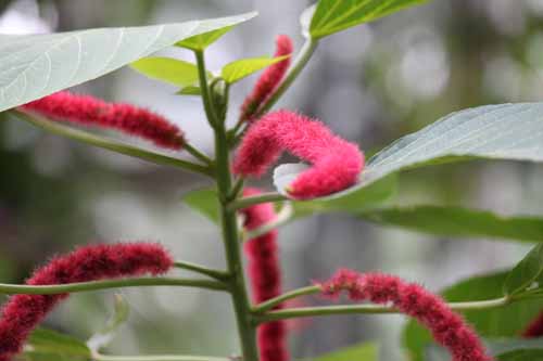 �x�j�q���m�L�A�炭�₱�̉Ԋ�