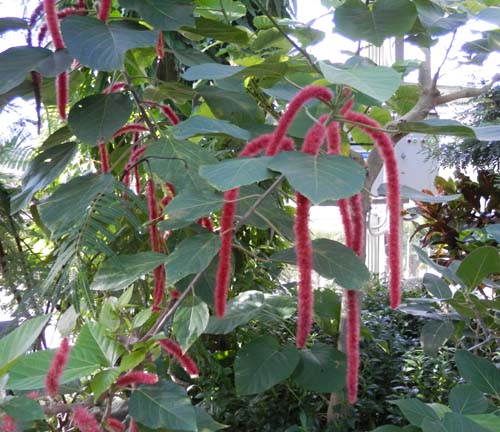 �x�j�q���m�L�A�炭�₱�̉Ԋ�