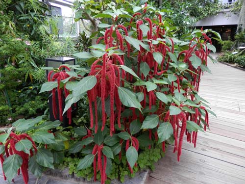 �x�j�q���m�L�A�炭�₱�̉Ԋ�