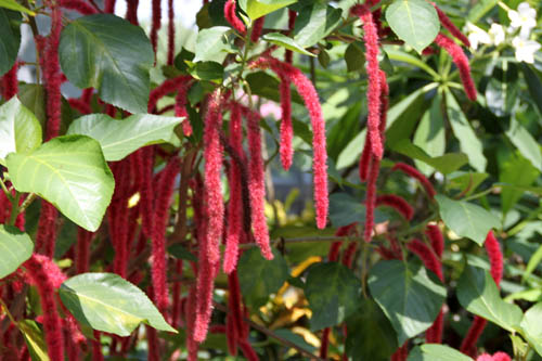 �x�j�q���m�L�A�炭�₱�̉Ԋ�