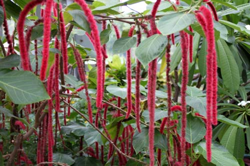 �x�j�q���m�L�A�炭�₱�̉Ԋ�