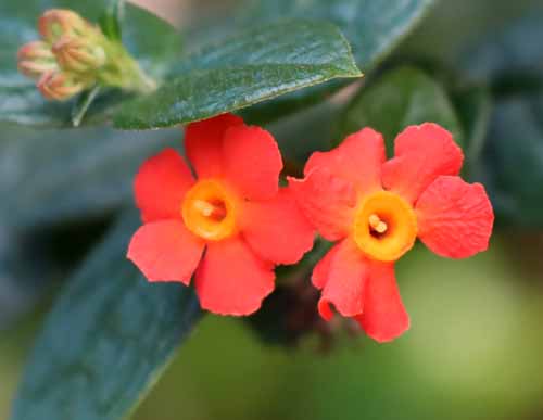 �x�j�}�c���A�炭�₱�̉Ԋ�