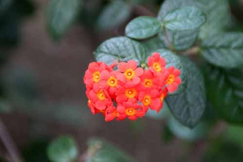 �x�j�}�c���A�炭�₱�̉Ԋ�