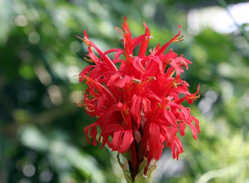 �x�j�T���S�o�i�A�炭�₱�̉Ԋ�