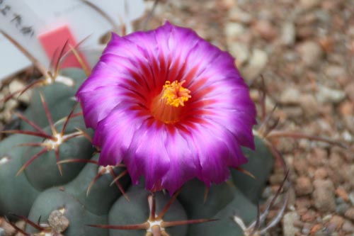 �g��A�ߌ��Βn����