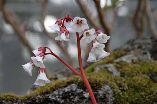 �x���Q�j�A�A�炭�₱�̉Ԋ�