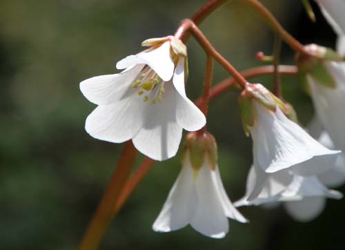 �x���Q�j�A�A�炭�₱�̉Ԋ�