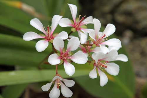 �x���Q�j�A�A�炭�₱�̉Ԋ�