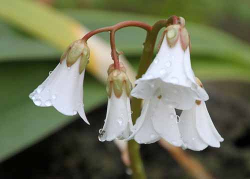 �x���Q�j�A�A�炭�₱�̉Ԋ�