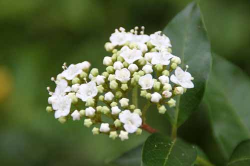 �r�u���k���E�e�B�k�X�A�炭�₱�̉Ԋ�