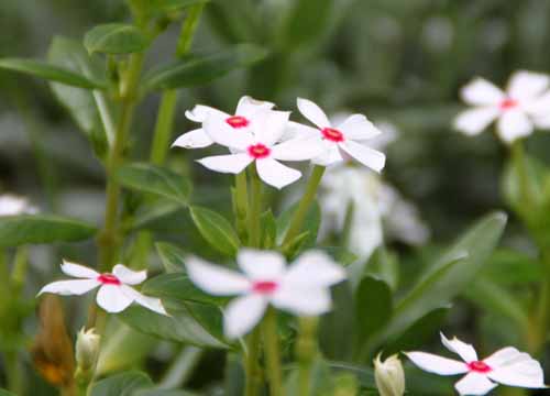 �r���J�A�炭�₱�̉Ԋ�