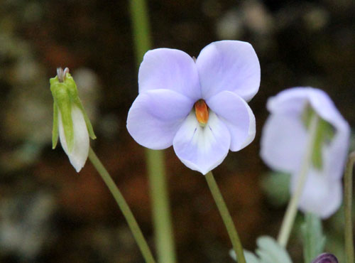 �r�I���E�y���[�^�A�炭�₱�̉Ԋ�