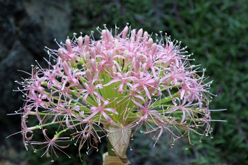 �{�[�t�H�l�E�f�B�X�e�B�J�A�炭�₱�̉Ԋ�