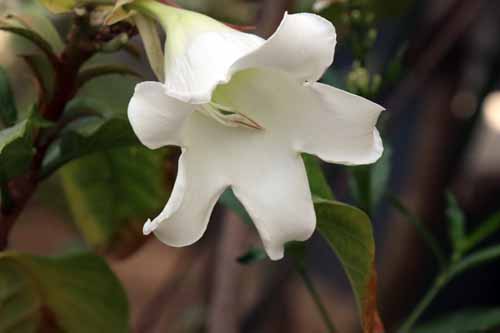 �{�[�����e�B�A�E�O�����f�B�t�����A�炭�₱�̉Ԋ�