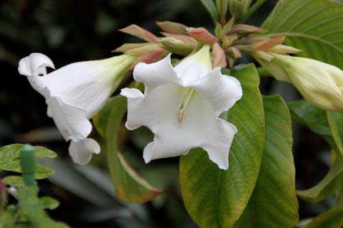 �{�[�����e�B�A�E�O�����f�B�t�����A�炭�₱�̉Ԋ�