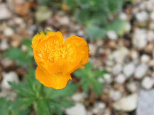 �{�^���L���o�C�A�炭�₱�̉Ԋ�