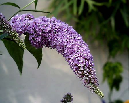 �u�b�h���A