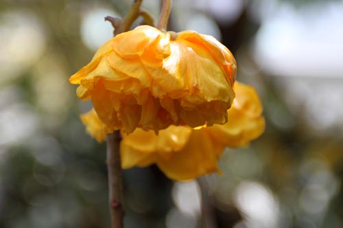 �u���W���A�����[�Y�A�炭�₱�̉Ԋ�