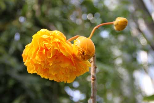 �u���W���A�����[�Y�A�炭�₱�̉Ԋ�