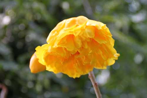 �u���W���A�����[�Y�A�炭�₱�̉Ԋ�