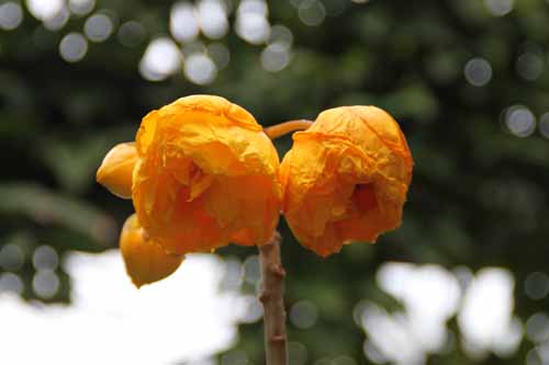 �u���W���A�����[�Y�A�炭�₱�̉Ԋ�