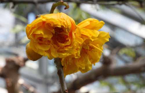 �u���W���A�����[�Y�A�炭�₱�̉Ԋ�