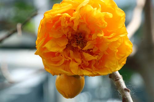 �u���W���A�����[�Y�A�炭�₱�̉Ԋ�