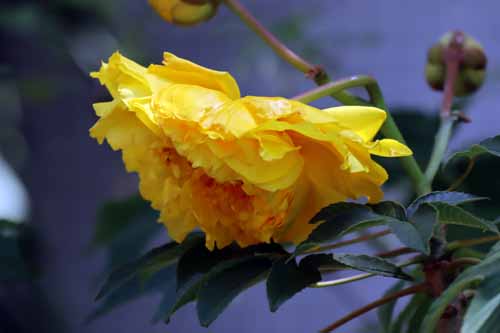 �u���W���A�����[�Y�A�炭�₱�̉Ԋ�