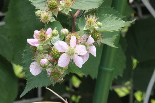 �u���b�N�x���[�A�炭�₱�̉Ԋ�