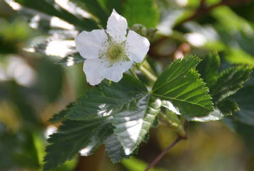 �u���b�N�x���[�A�炭�₱�̉Ԋ�