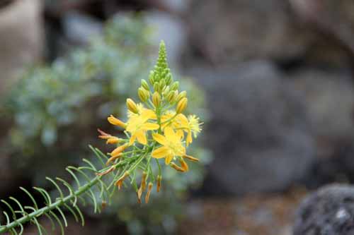 �u���r�l�E�i�^�����V�X�A�炭�₱�̉Ԋ�