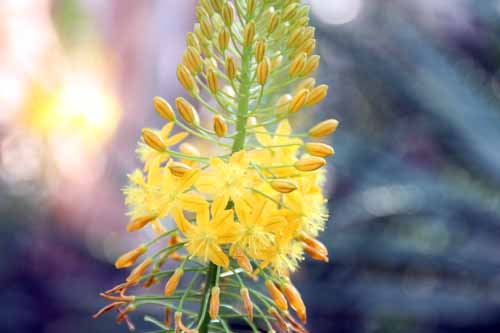 �u���r�l�E�i�^�����V�X�A�炭�₱�̉Ԋ�