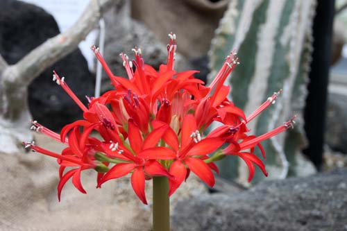 �u�����X�r�M�A�E�}���M�i�^�A�炭�₱�̉Ԋ�