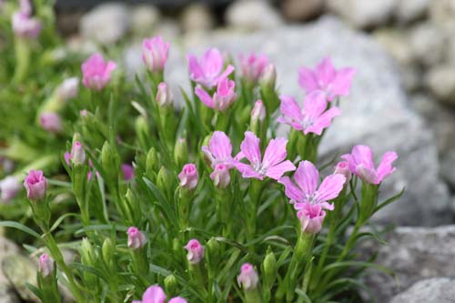 �_�C�A���T�X�E�O���V�A���X�A�炭�₱�̉Ԋ�