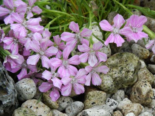 �_�C�A���T�X�E�O���V�A���X�A�炭�₱�̉Ԋ�