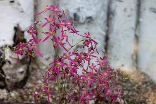 �_�C�����W�\�E�A�炭�₱�̉Ԋ�