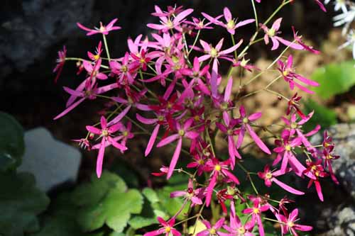 �_�C�����W�\�E�A�炭�₱�̉Ԋ�