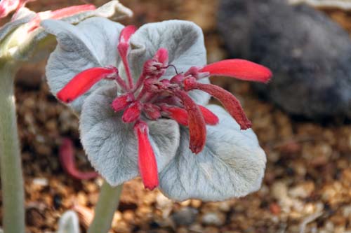 �_���K�C�m�W���I�E�A�ߌ��Βn����