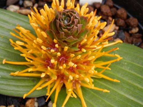 �_�E�x�j�A�E�}���M�i�[�^�A�炭�₱�̉Ԋ�