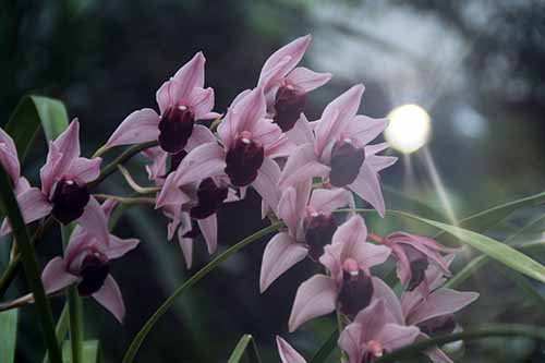 �f�{�����C���E�~���I���x�[���A�炭�₱�̉Ԋ�