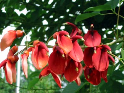 �J�C�R�E�Y