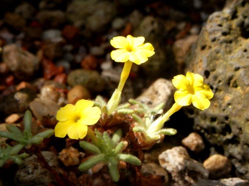 �f�B�I�j�V�A�E�A���`�I�C�f�X�A�炭�₱�̉Ԋ�