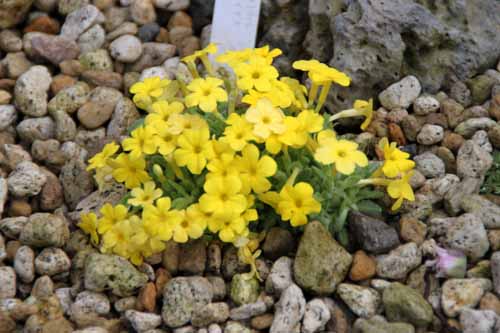 �f�B�I�j�V�A�E�A���`�I�C�f�X�A�炭�₱�̉Ԋ�