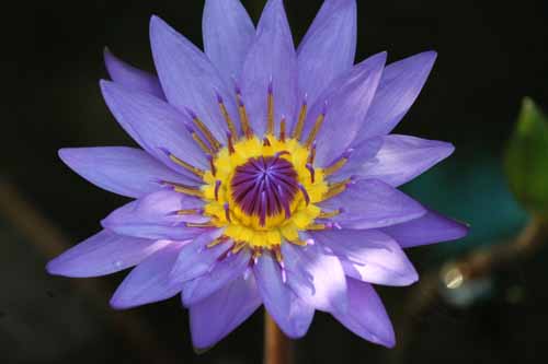 �f�B���N�^�[G.T.���[�A�A�炭�₱�̉Ԋ�