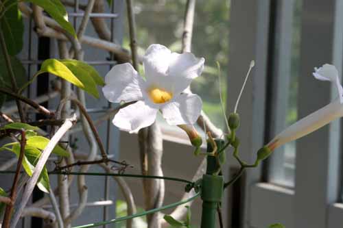 �f�B�X�e�B�N�e�B�X�E���N�V�t�����A�炭�₱�̉Ԋ�